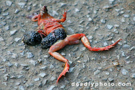 Dead Frogs. Copyright 2005 Dave Walsh