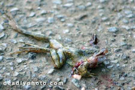 Dead Frogs. Copyright 2005 Dave Walsh