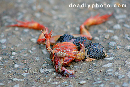 Dead Frogs. Copyright 2005 Dave Walsh