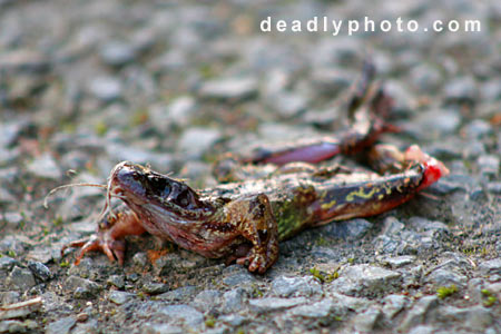 Dead Frogs. Copyright 2005 Dave Walsh