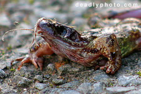 Dead Frogs. Copyright 2005 Dave Walsh