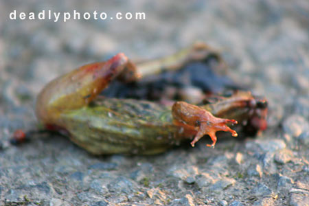 Dead Frogs. Copyright 2005 Dave Walsh