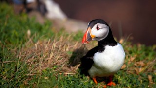 Atlantic Puffin, Fratercula arctica, on cliffs at the Saltee Islands, off the coast of Wexford, Ireland.