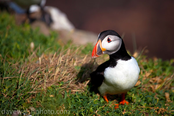 Atlantic Puffin, Fratercula arctica, on cliffs at the Saltee Islands, off the coast of Wexford, Ireland.